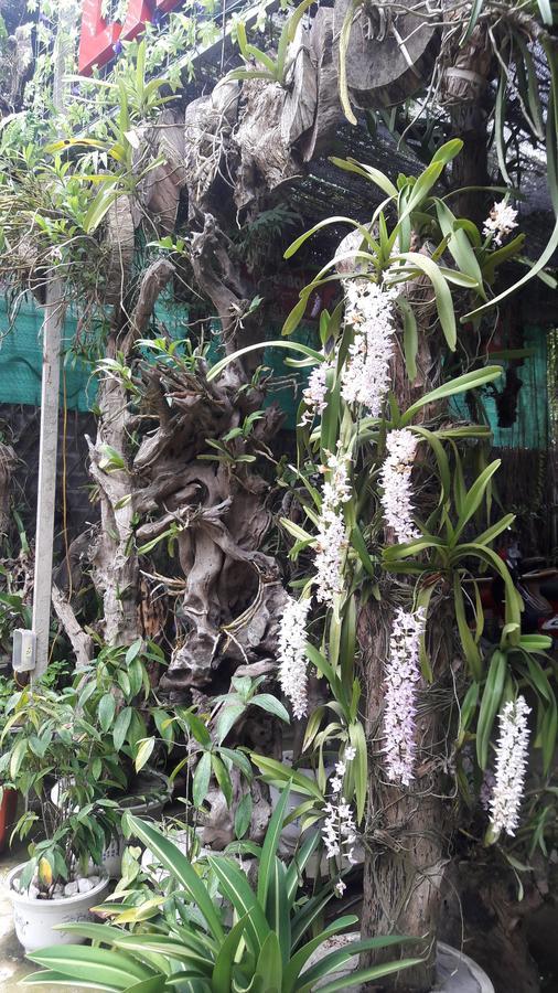 Homestay Lan Rung Nghia Lo Exteriör bild